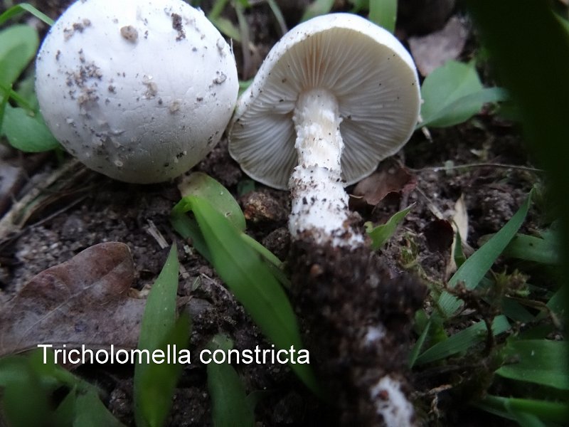 Tricholomella constricta-amf1897.jpg